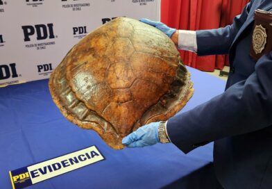 PDI Atacama recuperó caparazón de tortuga verde marina al interior de un domicilio en Copiapó