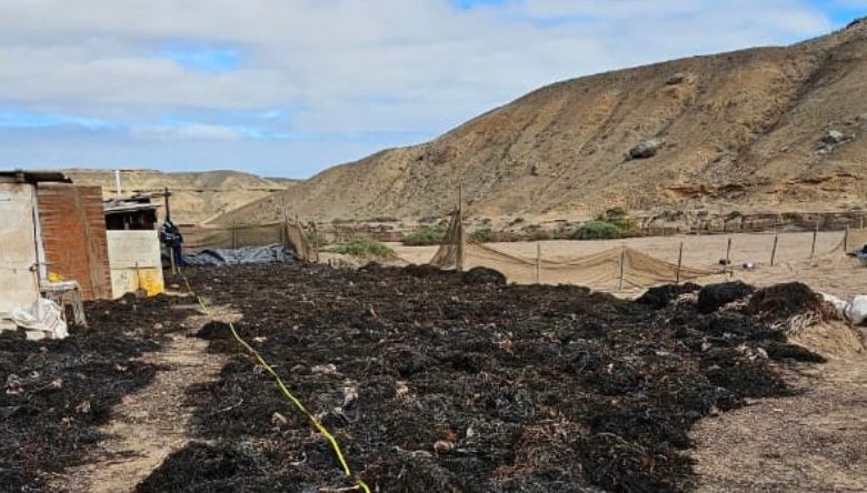 Descubren planta procesadora ilegal de algas pardas en Atacama